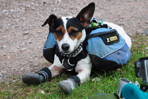 Ruffwear Summit Trex Boots